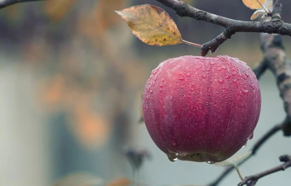 7 Reasons Why an Apple Tree Does Not Bear Fruit