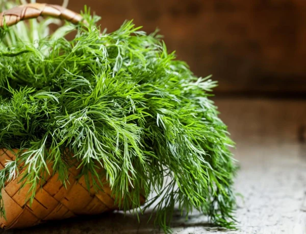 How to Achieve a Rich Harvest of Parsley and Dill