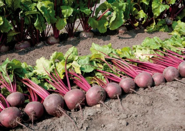 Which vegetable should be planted next to tomatoes