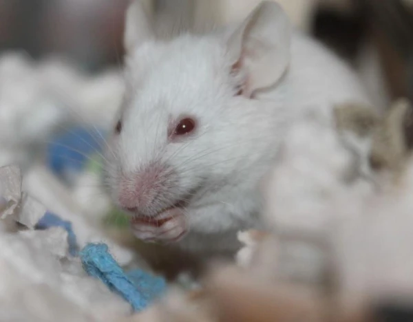 Why Large Animals Live Longer Than Small Ones
