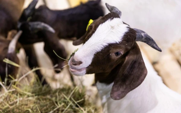 Which animal is considered the smartest in the world?