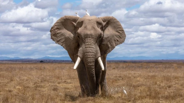 Why Elephants Can't Jump: 5 Interesting Facts About Animals