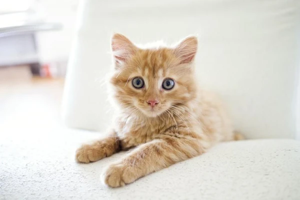 Why Cats Shouldn't Stare into Your Eyes? Amazing Habits of Pets